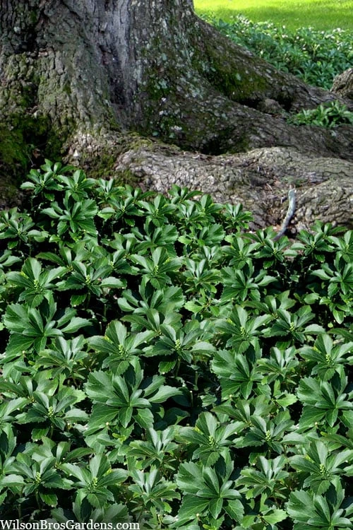 Pachysandra - Japanese Spurge - 18 Count Flat of Pint Pots Pachysandra - Japanese Spurge - 18 Count Flat Of Pint Pots -Garden Plants shop pachysandra terminalis japanese spurge 103