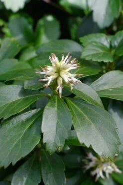 Pachysandra - Japanese Spurge - 18 Count Flat Of Pint Pots 7 Pachysandra - Japanese Spurge - 18 Count Flat Of Pint Pots -Garden Plants shop pachysandra terminalis japanese spurge 106