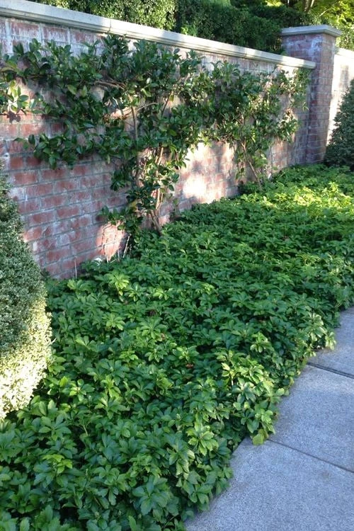 Pachysandra - Japanese Spurge - 18 Count Flat of Pint Pots Pachysandra - Japanese Spurge - 18 Count Flat Of Pint Pots -Garden Plants shop pachysandra terminalis japanese spurge 107
