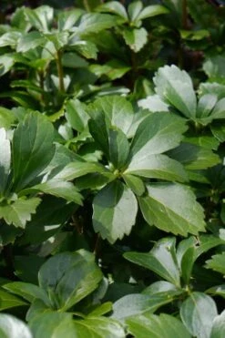 Pachysandra - Japanese Spurge - 18 Count Flat Of Pint Pots 4 Pachysandra - Japanese Spurge - 18 Count Flat Of Pint Pots -Garden Plants shop pachysandra terminalis japanese spurge 108