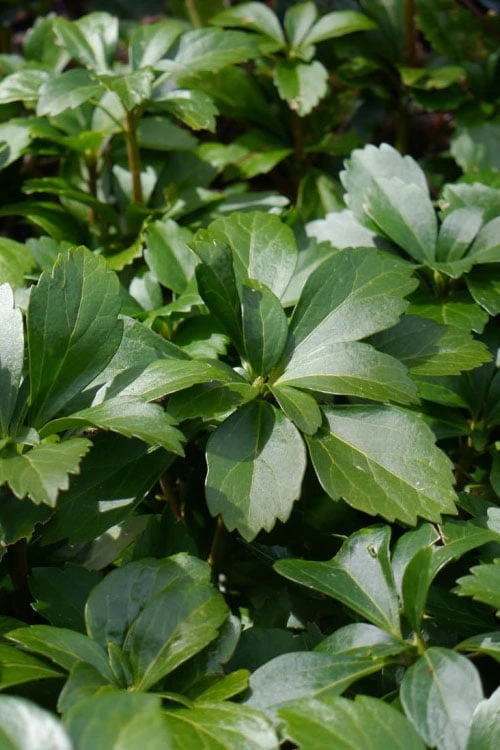Pachysandra - Japanese Spurge - 18 Count Flat of Pint Pots Pachysandra - Japanese Spurge - 18 Count Flat Of Pint Pots -Garden Plants shop pachysandra terminalis japanese spurge 108