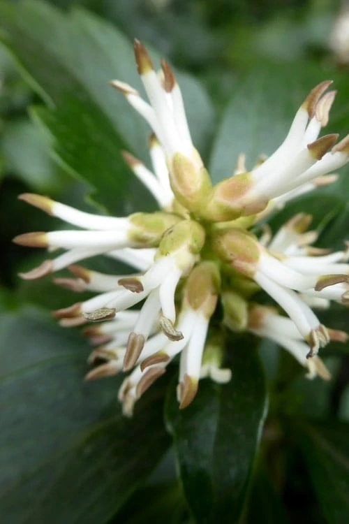 Pachysandra - Japanese Spurge - 18 Count Flat of Pint Pots Pachysandra - Japanese Spurge - 18 Count Flat Of Pint Pots -Garden Plants shop pachysandra terminalis japanese spurge 109