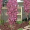 Corinthian Flowering Peach Tree - 3 Gallon Pot (4-5')