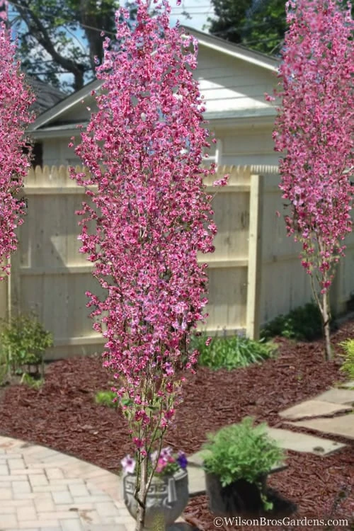 Corinthian Flowering Peach Tree - 3 Gallon Pot (4-5') Corinthian Flowering Peach Tree - 3 Gallon Pot (4-5') -Garden Plants shop peach corinthian 100