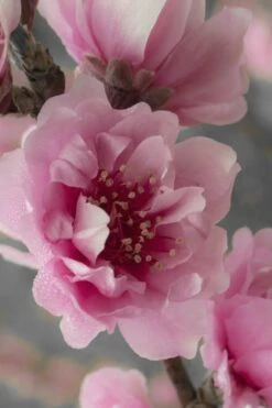 Corinthian Flowering Peach Tree - 5 Gallon Pot -Garden Plants shop peach corinthian 24 1