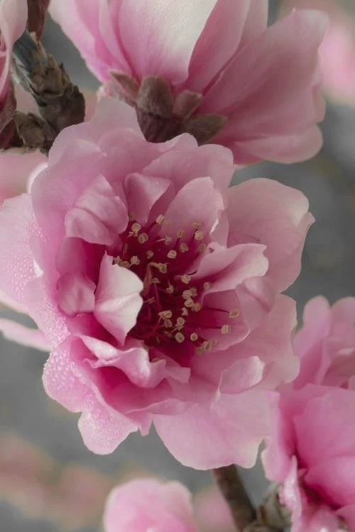 Corinthian Flowering Peach Tree - 3 Gallon Pot (4-5') Corinthian Flowering Peach Tree - 3 Gallon Pot (4-5') -Garden Plants shop peach corinthian 24