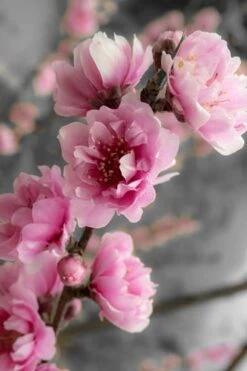 Corinthian Flowering Peach Tree - 5 Gallon Pot -Garden Plants shop peach corinthian 2 thumbnail 1