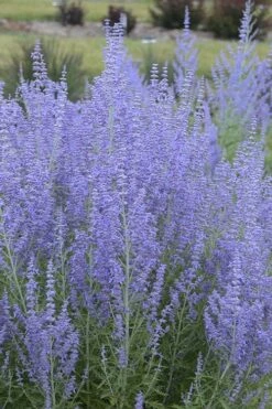 Blue Jean Baby Russian Sage (Perovskia) - 1 Gallon Pot 5 Blue Jean Baby Russian Sage (Perovskia) - 1 Gallon Pot -Garden Plants shop perovskia atriplicifolia blue jean baby russian sage 1