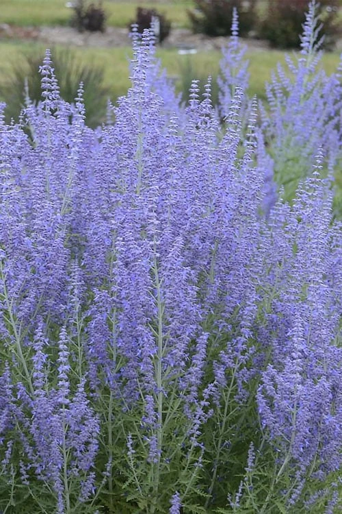 Blue Jean Baby Russian Sage (Perovskia) - 1 Gallon Pot Blue Jean Baby Russian Sage (Perovskia) - 1 Gallon Pot -Garden Plants shop perovskia atriplicifolia blue jean baby russian sage 1