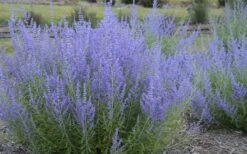 Blue Jean Baby Russian Sage (Perovskia) - 1 Gallon Pot 3 Blue Jean Baby Russian Sage (Perovskia) - 1 Gallon Pot -Garden Plants shop perovskia atriplicifolia blue jean baby russian sage 3
