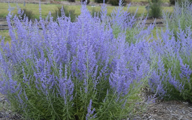 Blue Jean Baby Russian Sage (Perovskia) - 1 Gallon Pot Blue Jean Baby Russian Sage (Perovskia) - 1 Gallon Pot -Garden Plants shop perovskia atriplicifolia blue jean baby russian sage 3