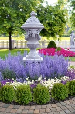 Blue Jean Baby Russian Sage (Perovskia) - 1 Gallon Pot 4 Blue Jean Baby Russian Sage (Perovskia) - 1 Gallon Pot -Garden Plants shop perovskia atriplicifolia denim n lace russian sage 14