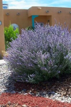 Russian Sage (Perovskia Atriplicifolia) - 1 Gallon Pot -Garden Plants shop perovskia atriplicifolia russian sage 1