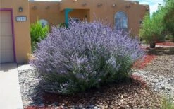 Russian Sage (Perovskia Atriplicifolia) - 1 Gallon Pot -Garden Plants shop perovskia atriplicifolia russian sage 2