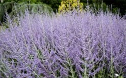 Russian Sage (Perovskia Atriplicifolia) - 1 Gallon Pot -Garden Plants shop perovskia atriplicifolia russian sage 3