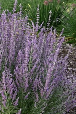 Sage Advice Russian Sage - 1 Gallon -Garden Plants shop perovskiaatriplicifolia sage advice russian sage 2