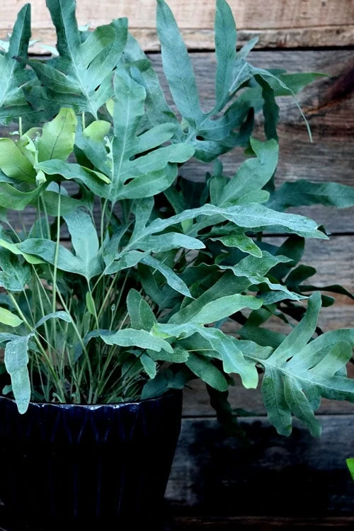 Blue Star Fern - 1 Gallon Pot Blue Star Fern - 1 Gallon Pot -Garden Plants shop phlebodium aureum blue star fern 3