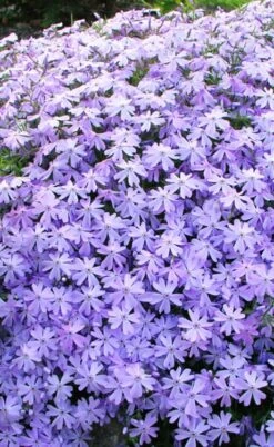 Blue Creeping Phlox - 18 Pack Of Pint Pots 3 Blue Creeping Phlox - 18 Pack Of Pint Pots -Garden Plants shop phlox subulata blue creeping 1