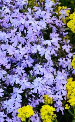 Blue Creeping Phlox - 18 Pack Of Pint Pots 5 Blue Creeping Phlox - 18 Pack Of Pint Pots -Garden Plants shop phlox subulata blue creeping 2