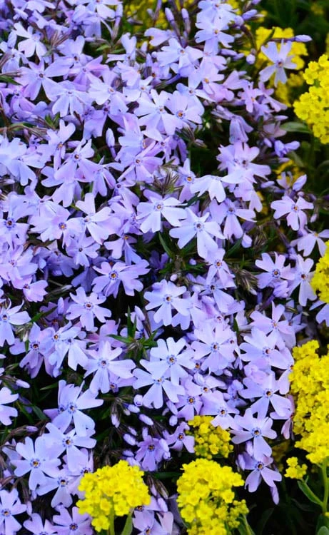 Blue Creeping Phlox - 18 Pack of Pint Pots Blue Creeping Phlox - 18 Pack Of Pint Pots -Garden Plants shop phlox subulata blue creeping 2