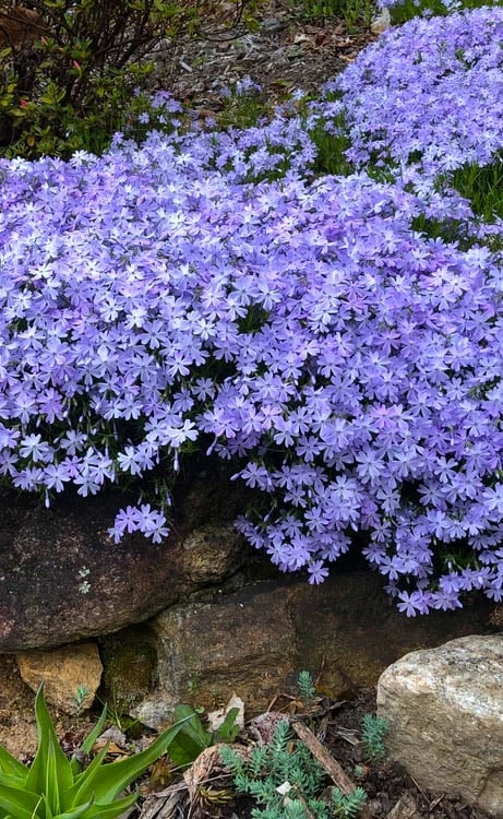 Blue Creeping Phlox - 18 Pack of Pint Pots Blue Creeping Phlox - 18 Pack Of Pint Pots -Garden Plants shop phlox subulata blue creeping 3