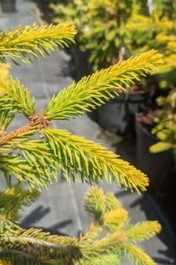 Gold Drift Weeping Norway Spruce (Picea Abies) - 6 Gallon Pot -Garden Plants shop picea abies gold drift norway spruce 3 1