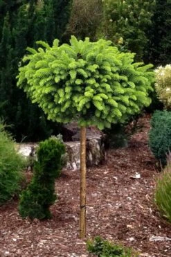 Little Gem Dwarf Norway Spruce Tree (Single Trunk) - 2 Gallon Pot 3 Little Gem Dwarf Norway Spruce Tree (Single Trunk) - 2 Gallon Pot -Garden Plants shop picea abies little gem dwarf norway spruce tree 1