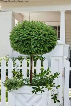 Little Gem Dwarf Norway Spruce Tree (Single Trunk) - 1 Gallon Pot