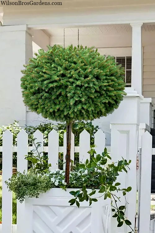 Little Gem Dwarf Norway Spruce Tree (Single Trunk) - 2 Gallon Pot Little Gem Dwarf Norway Spruce Tree (Single Trunk) - 2 Gallon Pot -Garden Plants shop picea abies little gem dwarf norway spruce tree 4