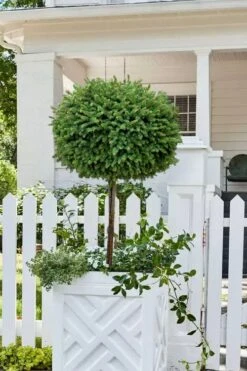 Little Gem Dwarf Norway Spruce Tree (Single Trunk) - 2 Gallon Pot 4 Little Gem Dwarf Norway Spruce Tree (Single Trunk) - 2 Gallon Pot -Garden Plants shop picea abies little gem dwarf norway spruce tree 5