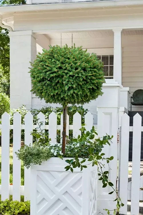 Little Gem Dwarf Norway Spruce Tree (Single Trunk) - 2 Gallon Pot Little Gem Dwarf Norway Spruce Tree (Single Trunk) - 2 Gallon Pot -Garden Plants shop picea abies little gem dwarf norway spruce tree 5