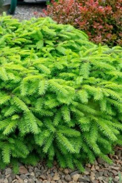 Bird's Nest Spruce (Picea Abies 'Nidiformis') - 2 Gallon Pot -Garden Plants shop picea abies nidiformis birds nest norway spruce 1