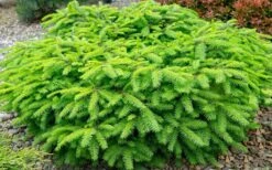 Bird's Nest Spruce (Picea Abies 'Nidiformis') - 1 Gallon Pot -Garden Plants shop picea abies nidiformis birds nest norway spruce 2 1
