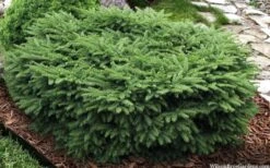 Bird's Nest Spruce (Picea Abies 'Nidiformis') - 2 Gallon Pot -Garden Plants shop picea abies nidiformis birds nest norway spruce 9