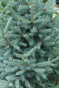 Paul's Select Blue Norway Spruce (Picea Abies) - 5 Gallon Pot -Garden Plants shop picea abies pauls select norway spruce 2