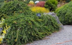 Weeping Norway Spruce (Picea Abies 'Pendula') - 2 Gallon Pot -Garden Plants shop picea abies pendula weeping norway spruce 6