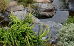 Well's Emerald Creeper Norway Spruce - 3 Gallon Pot -Garden Plants shop picea abies wells emerald spreader 3