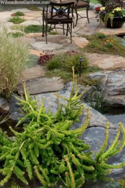Well's Emerald Creeper Norway Spruce - 3 Gallon Pot -Garden Plants shop picea abies wells emerald spreader 4