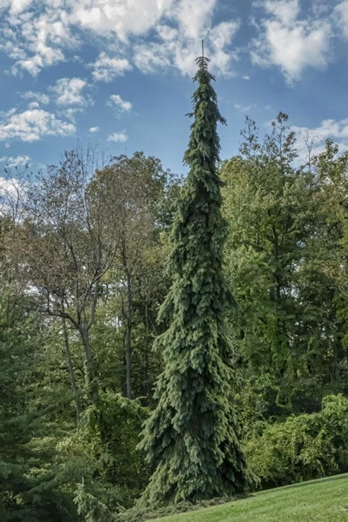 Weeping White Spruce (Picea glauca 'Pendula') - 1 Gallon Pot Weeping White Spruce (Picea Glauca 'Pendula') - 1 Gallon Pot -Garden Plants shop picea glauca pendula weeping white spruce 21 1