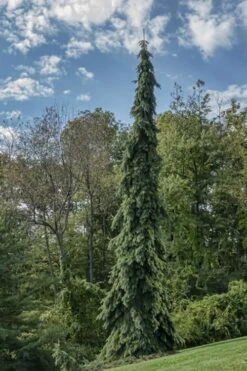 Weeping White Spruce (Picea Glauca 'Pendula') - 5 Gallon Pot -Garden Plants shop picea glauca pendula weeping white spruce 21