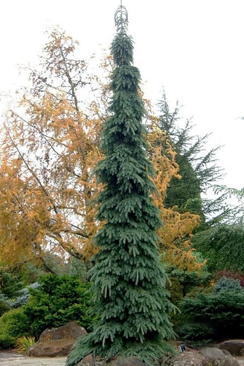 Weeping White Spruce (Picea glauca 'Pendula') - 1 Gallon Pot Weeping White Spruce (Picea Glauca 'Pendula') - 1 Gallon Pot -Garden Plants shop picea glauca pendula weeping white spruce 3 1