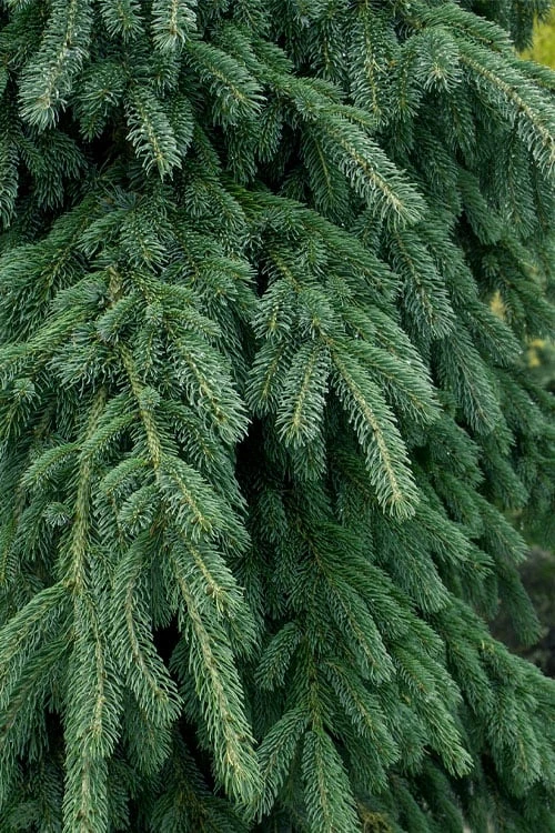 Weeping White Spruce (Picea glauca 'Pendula') - 1 Gallon Pot Weeping White Spruce (Picea Glauca 'Pendula') - 1 Gallon Pot -Garden Plants shop picea glauca pendula weeping white spruce 4 1