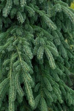 Weeping White Spruce (Picea Glauca 'Pendula') - 5 Gallon Pot -Garden Plants shop picea glauca pendula weeping white spruce 4