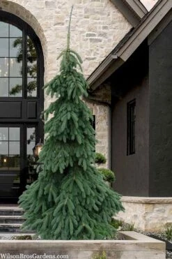 Weeping White Spruce (Picea Glauca 'Pendula') - 1 Gallon Pot 4 Weeping White Spruce (Picea Glauca 'Pendula') - 1 Gallon Pot -Garden Plants shop picea glauca pendula weeping white spruce 7 1