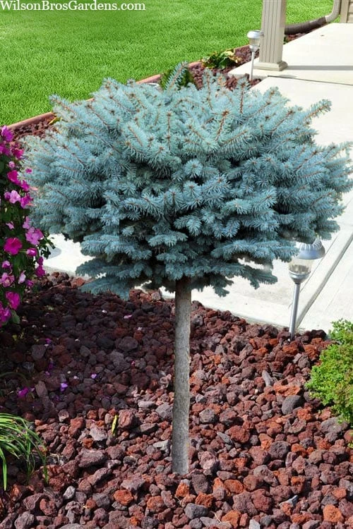 Dwarf Globe Blue Spruce Topiary Tree (Picea pungens 'Globosa') - 5 Gallon Pot Dwarf Globe Blue Spruce Topiary Tree (Picea Pungens 'Globosa') - 5 Gallon Pot -Garden Plants shop picea pungens glauca globosa dwarf globe colorado blue spruce topiary tree 2