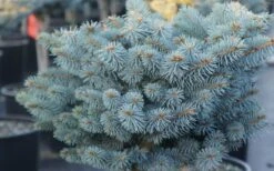 Dwarf Globe Blue Spruce Topiary Tree (Picea Pungens 'Globosa') - 5 Gallon Pot 4 Dwarf Globe Blue Spruce Topiary Tree (Picea Pungens 'Globosa') - 5 Gallon Pot -Garden Plants shop picea pungens globosa dwarf globe blue spruce 2