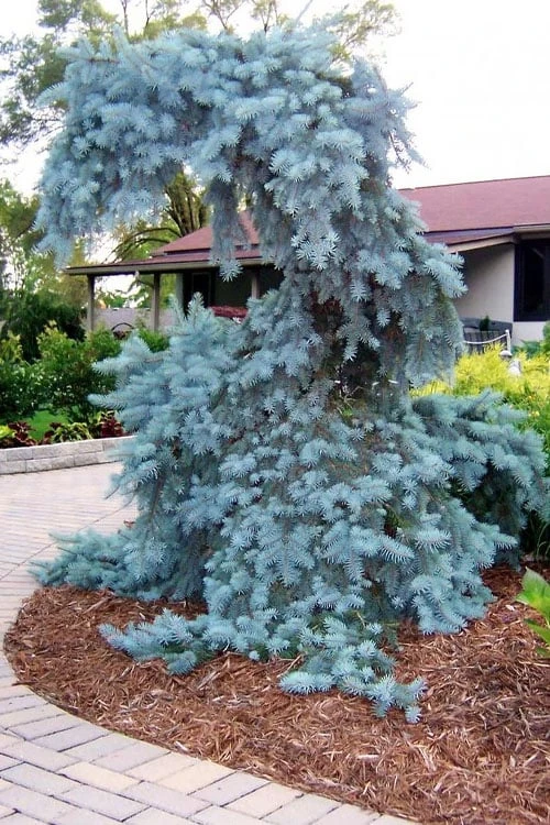 The Blues Colorado Spruce (Picea pungens) - 6 Gallon Pot (4-5') The Blues Colorado Spruce (Picea Pungens) - 6 Gallon Pot (4-5') -Garden Plants shop picea pungens the blues colorado blue spruce 10