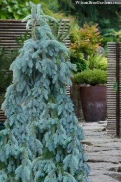 The Blues Colorado Spruce (Picea Pungens) - 6 Gallon Pot (2-3') -Garden Plants shop picea pungens the blues colorado blue spruce 100