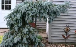 The Blues Colorado Spruce (Picea Pungens) - 6 Gallon Pot (2-3') -Garden Plants shop picea pungens the blues colorado blue spruce 4 1