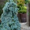 The Blues Colorado Spruce (Picea Pungens) - 6 Gallon Pot (2-3')